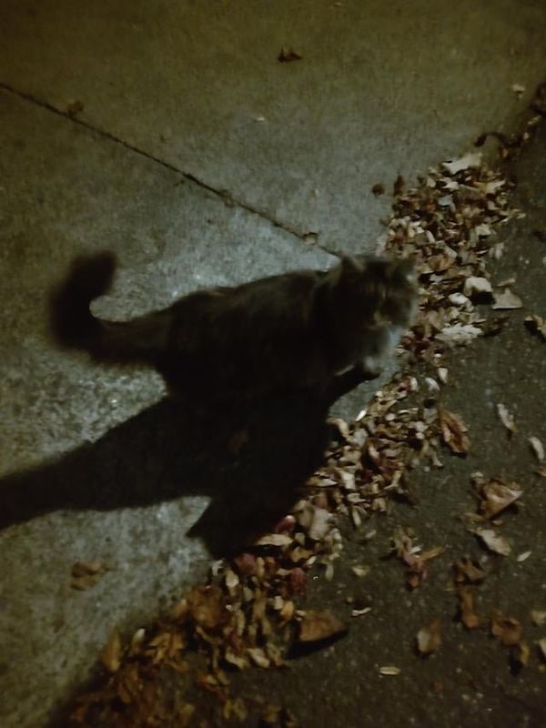 Lost Cat in Winston-Salem, North Carolina — listing photo
