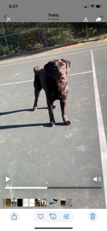 Found Dog in Philadelphia, Pennsylvania — listing photo