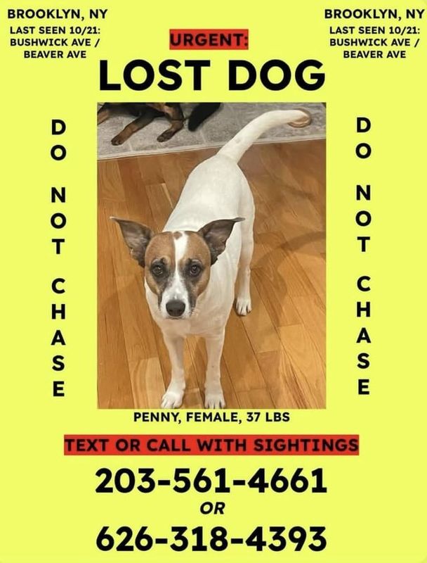 Lost Dog in New York, New York — [LOST DOG] Please help find Penny – last seen near Starr St & Irving Ave, Bushwick/Brooklyn