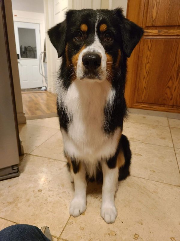 Lost Dog in Winlock — listing photo