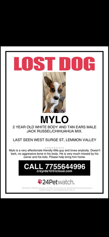 Lost Dog in Reno, Nevada — listing photo