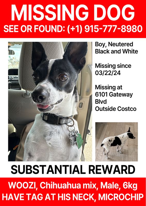 Lost Dog in El Paso, Texas — listing photo