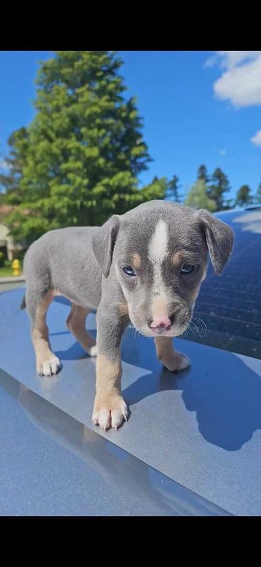 Lost Dog in Woodland, California — listing photo