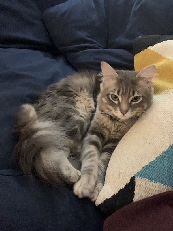 Found Cat in Los Angeles, California — listing photo