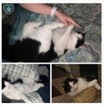 Lost Cat in Greenville, South Carolina — listing photo