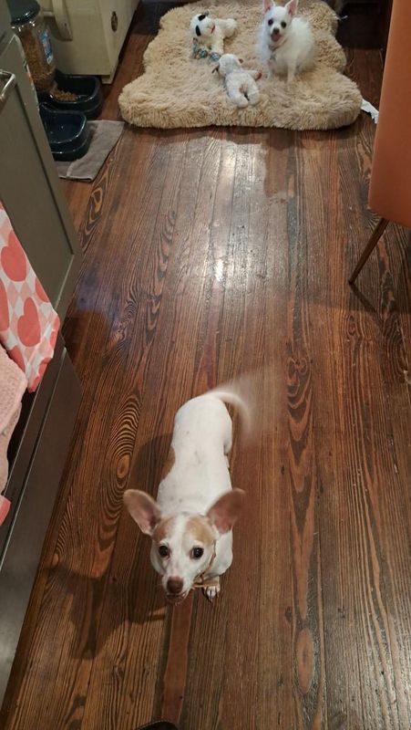 Lost Dog in Huntsville, Texas — listing photo
