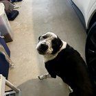 Lost Dog in K — Sweetest Pup, tell me what to do to help him!