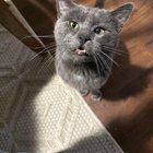 Found Cat in Kansas City, Missouri — listing photo