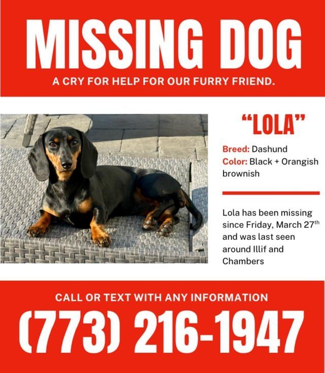 Lost Dog in Denver, Colorado — listing photo