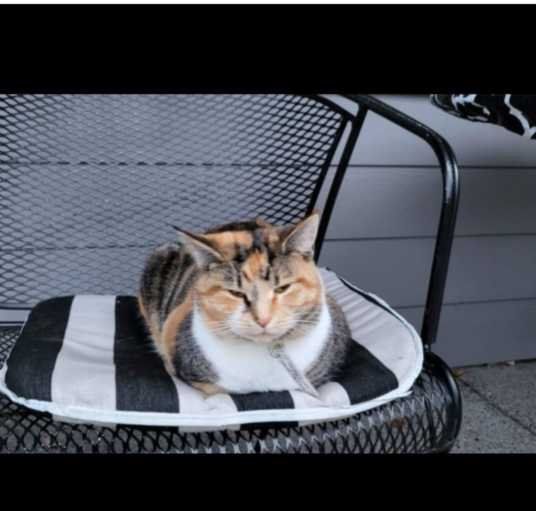 Lost Cat in Kalama — listing photo