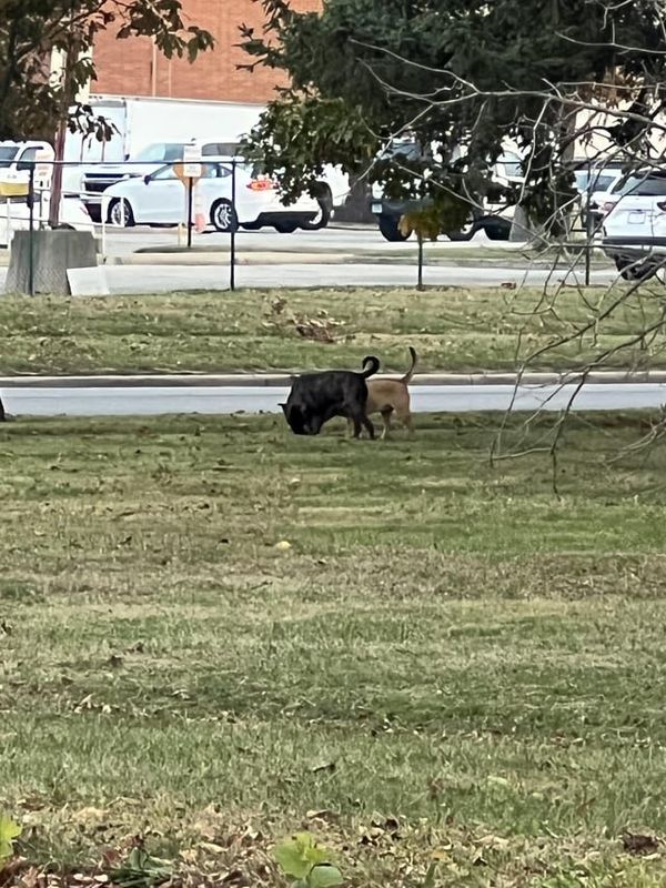 Lost Dog in Indianapolis, Indiana — Two stray (lost?) dogs spotted at Riverside Park