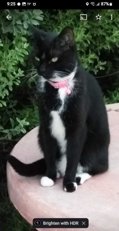 Lost Cat in Glendale, Arizona — listing photo