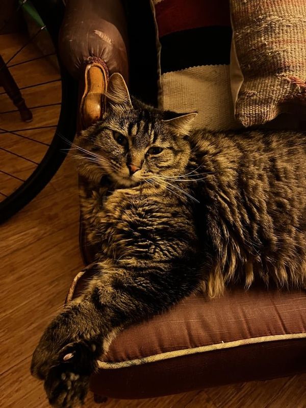 Lost Cat in Portland, Oregon — listing photo