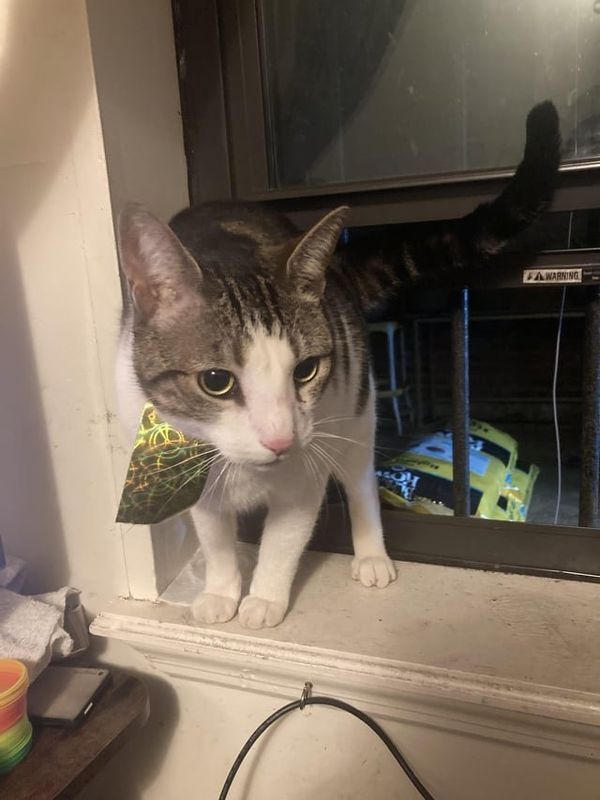 Found Cat in New York, New York — listing photo