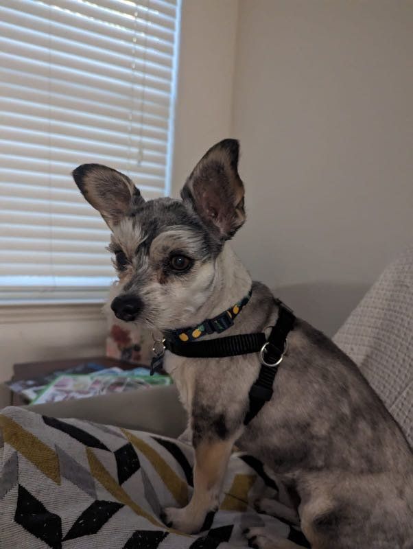 Lost Dog in Round Rock, Texas — listing photo