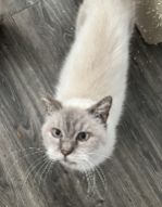 Lost Cat in Jacksonville, North Carolina — listing photo