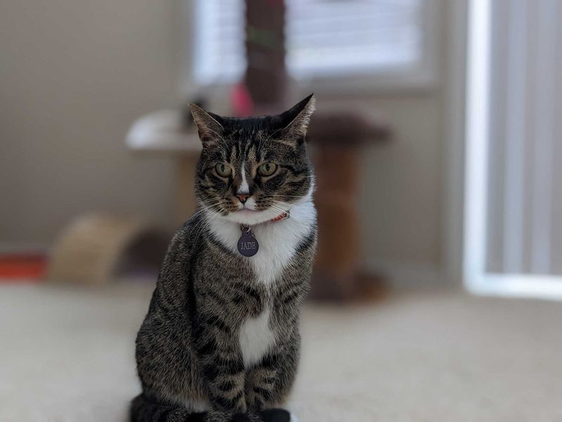 Lost Cat in Newberg — listing photo