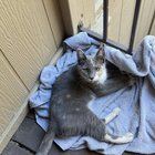 Lost Cat in K — listing photo