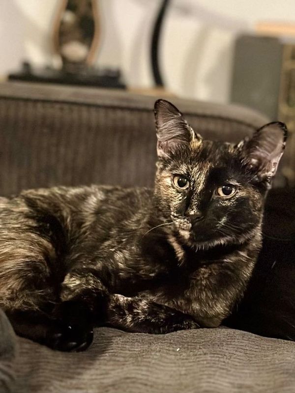 Lost Cat in Gainesville, Florida — listing photo