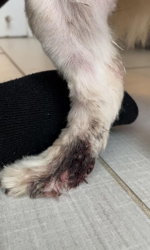 Lost Dog in Oakley, California — Bow Wow Boutique Grooming in Oakley