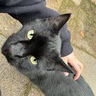 Lost Cat in Portland, Oregon — listing photo