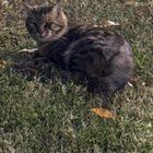 Lost Cat in Charlotte, North Carolina — listing photo