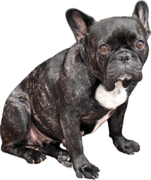 Lost Dog in Panorama City — listing photo