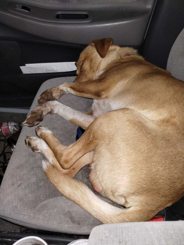 Lost Dog in San Antonio, Texas — listing photo