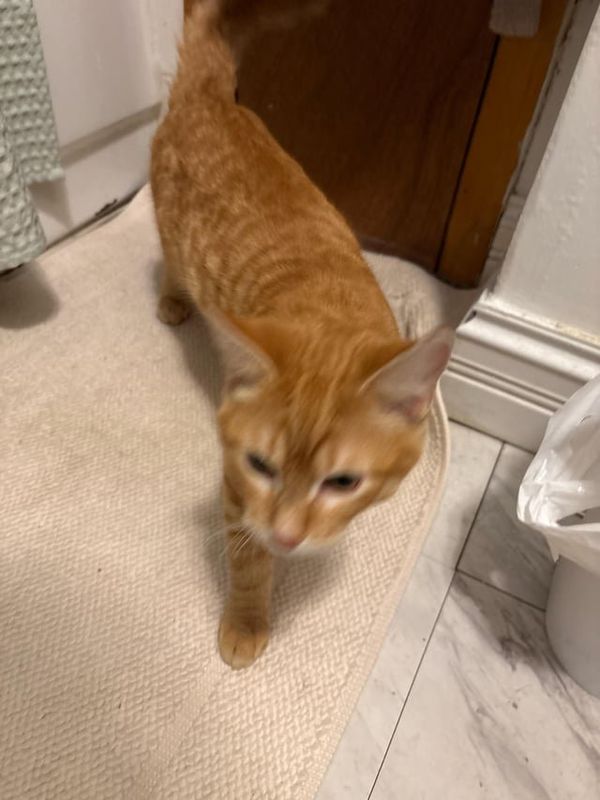 Found Cat in Chicago, Illinois — Cat found south side near 45th street & Woodlawn.