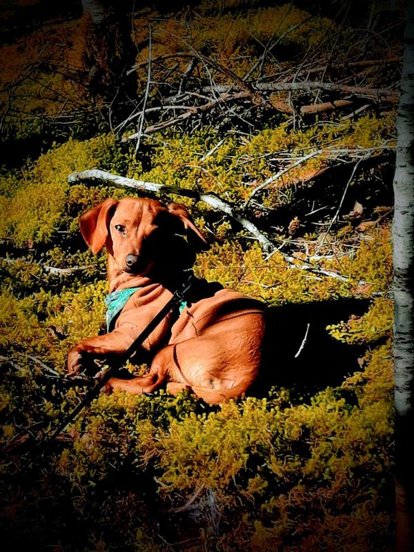 Lost Dog in Skokomish — listing photo