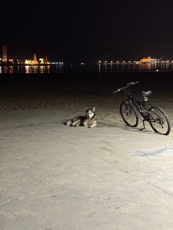 Found Dog in Long Beach, California — listing photo