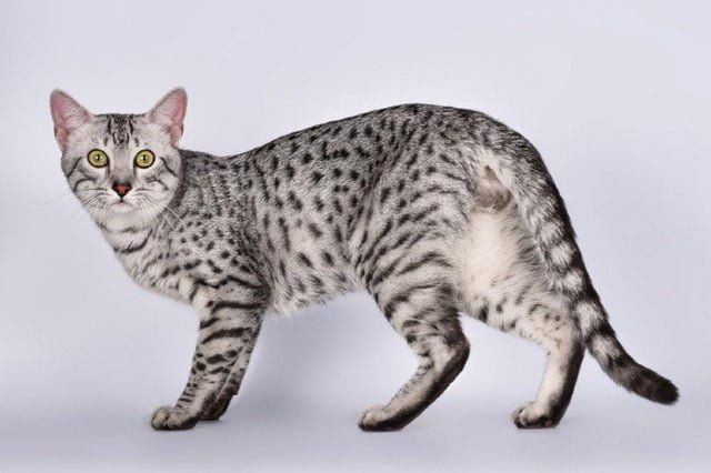 Lost Cat in New York, New York — listing photo