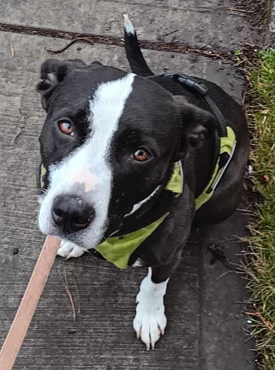 Lost Dog in Portland, Maine — listing photo