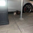 Lost Cat in San Francisco, California — Hayes Valley Lost Cat