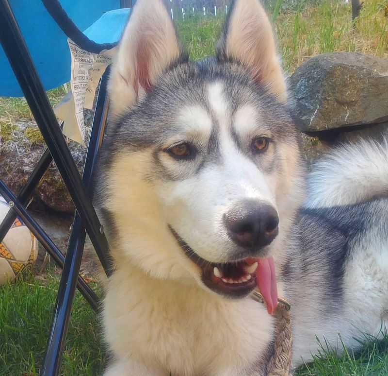 Found Dog in Des Moines, Iowa — listing photo