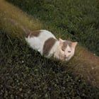 Found Cat in Columbus, Ohio — listing photo