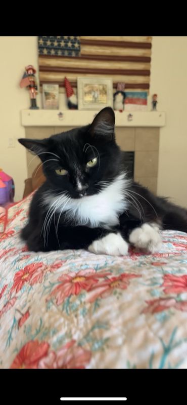 Lost Cat in Modesto, California — listing photo