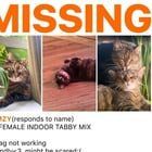 Lost Cat in San Francisco, California — listing photo