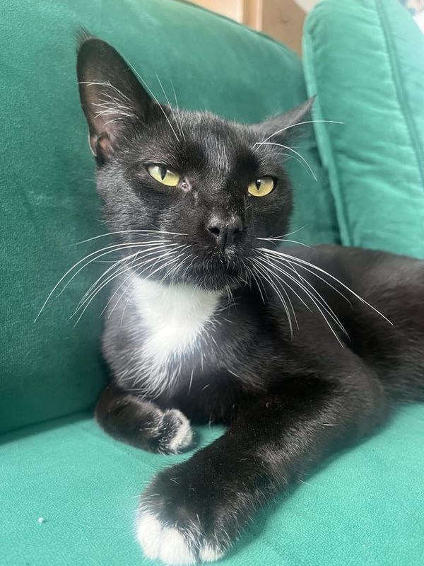 Found Cat in Philadelphia, Pennsylvania — listing photo
