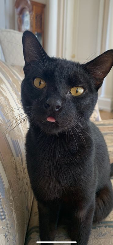 Lost Cat in Port Orange, Florida — listing photo