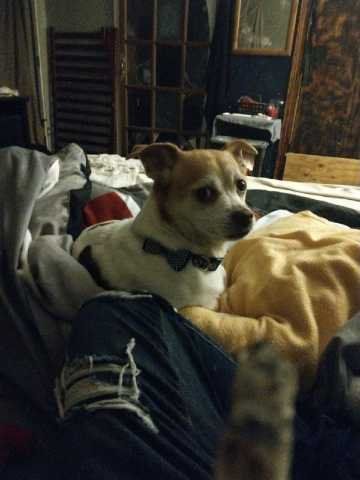 Lost Dog in Blacksburg, Virginia — listing photo
