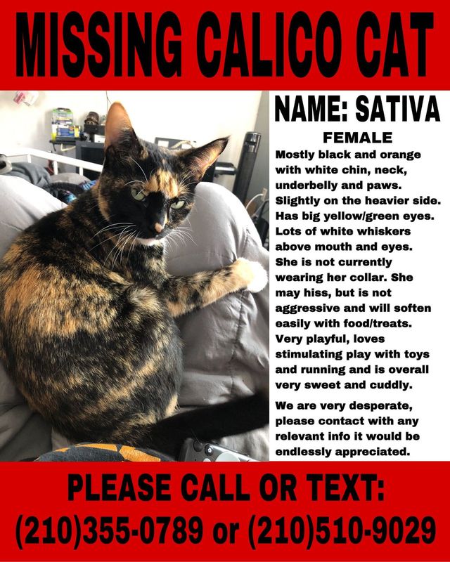 Lost Cat in La Grange — listing photo