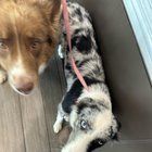 Found Dog in Mesa, Arizona — listing photo