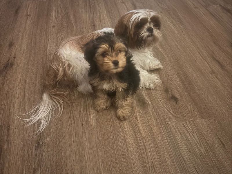 Lost Dog in Columbus, Indiana — listing photo