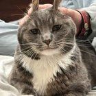 Lost Cat in San Jose, California — Cat ran away (still missing)