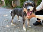 Found Dog in Wilson, North Carolina — listing photo