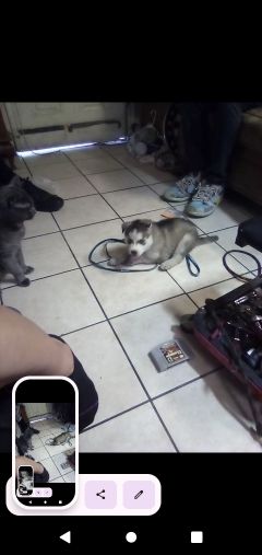 Lost Dog in Phoenix, Arizona — listing photo