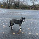 Found Dog in Bellingham, Washington — listing photo