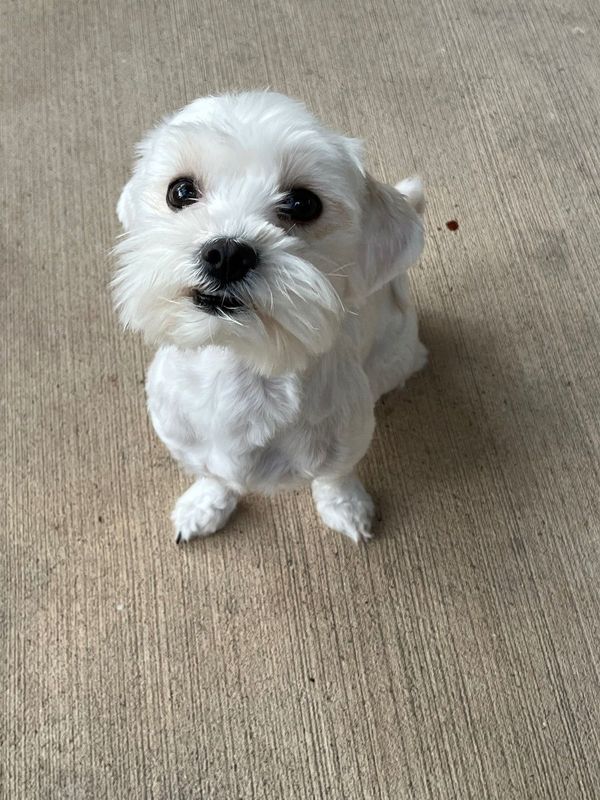 Lost Dog in Houston, Texas — listing photo