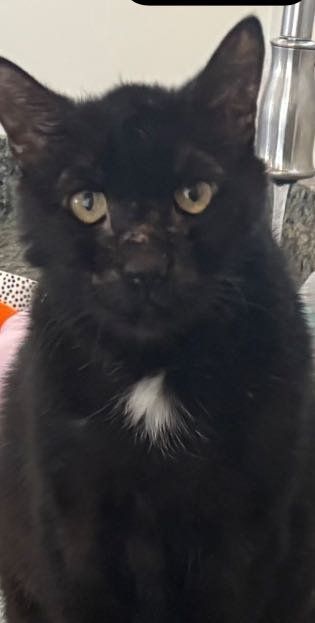 Lost Cat in Irmo — listing photo